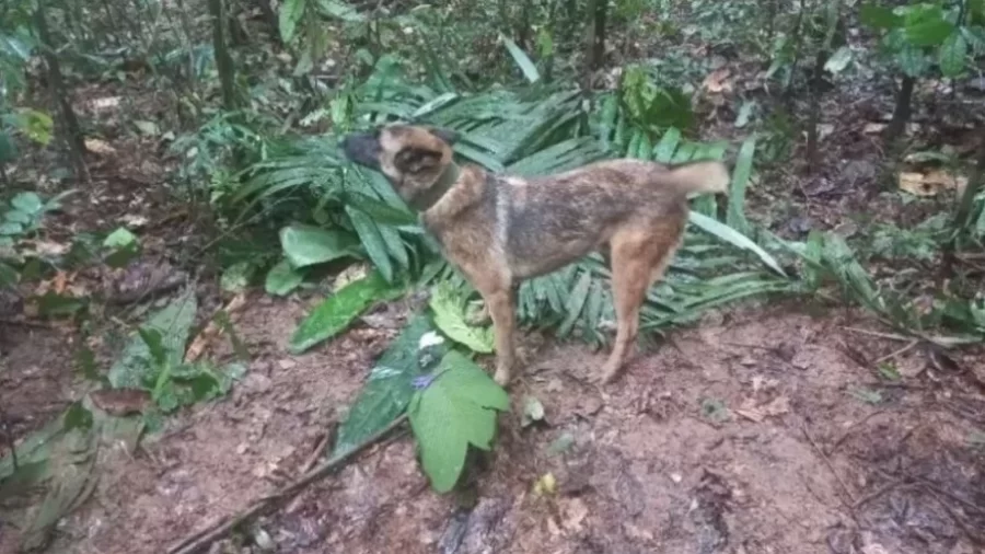 ENCONTRADO WILSON, O HERÓI:  Colômbia: militares encontram cão Wilson, mas ele foge
