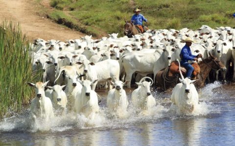 MT:   Pecuária de corte busca apoio da Assembleia para superar crise