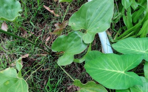 Entidades científicas pedem recriação do Comitê de Plantas Medicinais