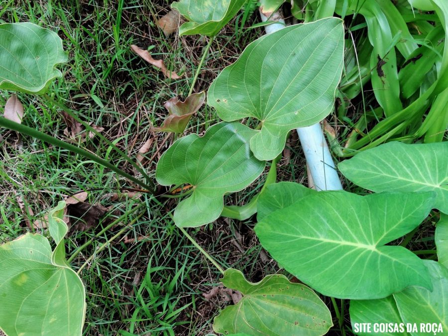Entidades científicas pedem recriação do Comitê de Plantas Medicinais