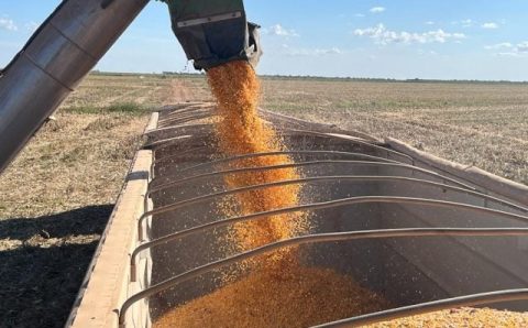 MT:  DADOS DO IMEA:  Colheita do milho segunda safra avança 2,39 pontos percentuais em Mato Grosso