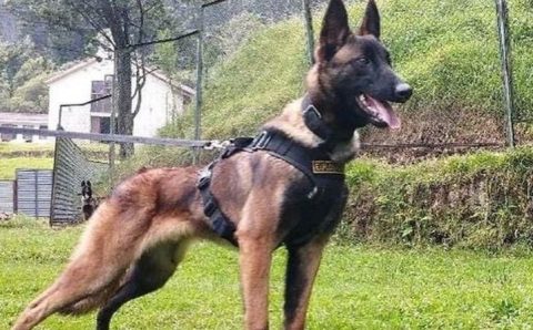 Wilson um herói:  A busca por Wilson, cão que foi crucial no resgate de crianças na selva na Colômbia