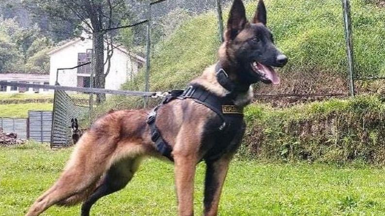 Wilson um herói:  A busca por Wilson, cão que foi crucial no resgate de crianças na selva na Colômbia