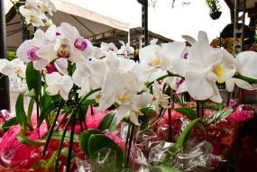 Feira de Orquídeas começa nesta quinta-feira (15) no Shopping Orla
