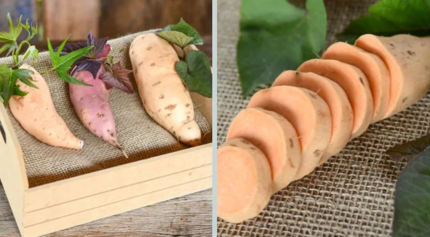 Cientistas desenvolvem nova batata-doce para combate à insuficiência de vitamina A