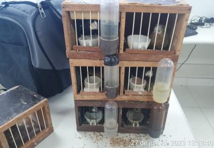 EM BOLSA: Homem é preso com aves em extinção em ônibus parado pela PRF