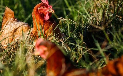 MT:  FINANCIAMENTO:  Governo abre crédito de R$ 200 milhões para combater gripe aviária