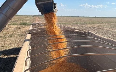 MT:  SAFRINHA:  Umidade dificulta colheita de milho, que vai a 9,3% no Centro-Sul