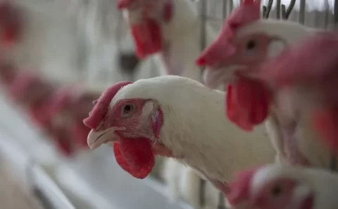 Ministério confirma mais 5 casos de gripe aviária no Brasil; total chega a 30