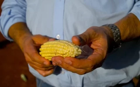 MT:  EM JUNHO:  Preço do milho em MT fica quase R$ 10 abaixo do mínimo para cobrir custos da safra 2023/24