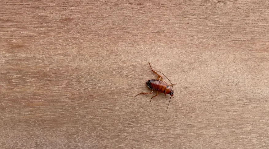 É correto pisar em baratas? Especialista explica o que se deve fazer com o inseto