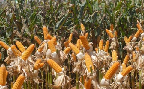 MT:  Mato Grosso vê crescimento positivo no preço do milho, animando produtores locais