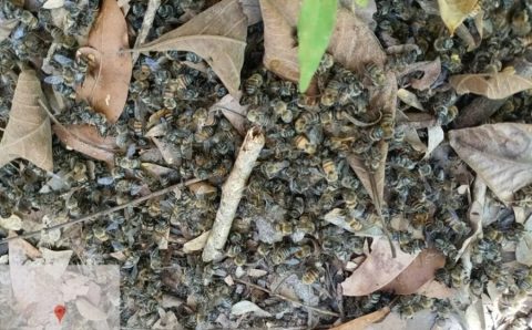 MT:   Fazendeiro é multado em R$ 225 mil após morte de 100 milhões de abelhas em MT