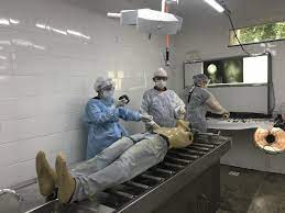 Saiba como é elaborado o laudo de necropsia do IML