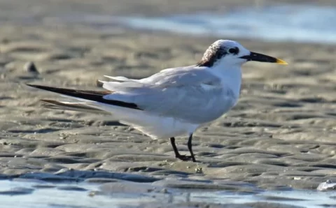 Gripe aviária: número de casos sobe para 57; 15 investigações estão em andamento