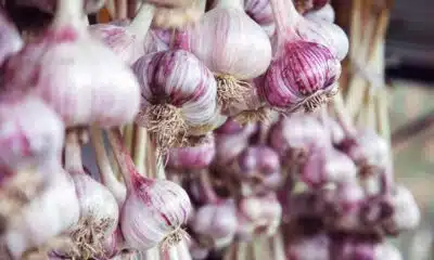 Truque do alho: Descubra como usá-lo para livrar sua cozinha das baratas