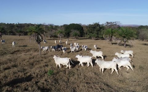 MT:  Oportunidades e desafios da pecuária sustentável são tema de evento em Mato Grosso