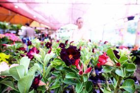 Festival de Orquídeas e Rosas do Deserto começa nesta quinta-feira (17) e será realizado no Shopping Orla