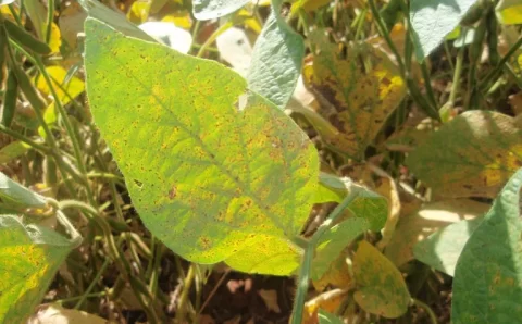 Mapa atualiza Programa Nacional de Controle da Ferrugem Asiática da Soja