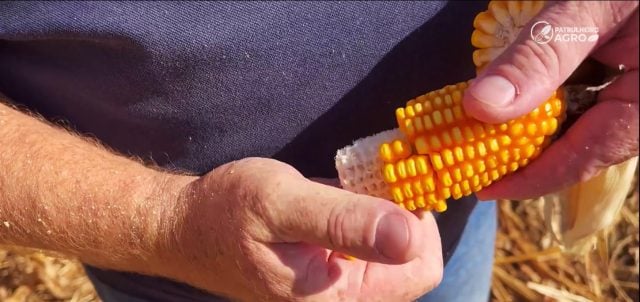 MT:  Produtores em MT planejam usar milho como moeda de troca para safra da soja