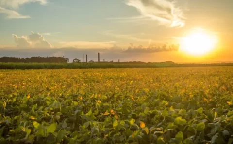 MT:  Mato Grosso inicia plantio da soja em 16 de setembro