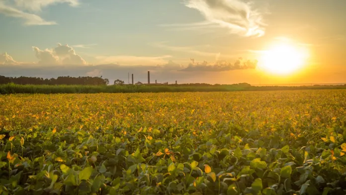MT:  Mato Grosso inicia plantio da soja em 16 de setembro