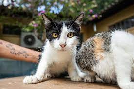 Feira de adoção de cães e gatos acontecerá no Mercado do Porto no próximo domingo (20)