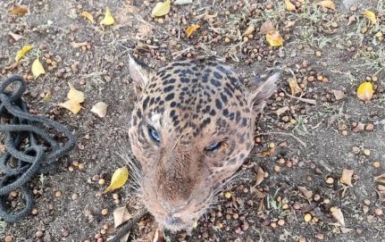 OFERECIDAS AOS CÃES: Homem é preso por matar e arrancar cabeça de onças-pintadas