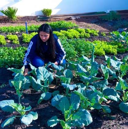 MT:  PROJETO HORTAS ESCOLARES:   Escola estadual de tempo integral envolve mais de 300 estudantes na produção de hortaliças