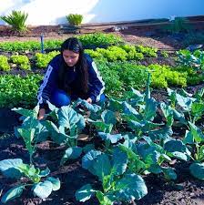 Escola estadual de tempo integral envolve mais de 300 estudantes na produção de hortaliças