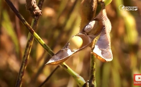 ESTUDO APONTA IMPACTO NEGATIVO DE MUDANÇAS CLIMÁTICAS NA AGRICULTURA