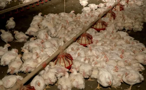 AVICULTURA: Japão retira embargo de importação da carne de frango de Santa Catarina