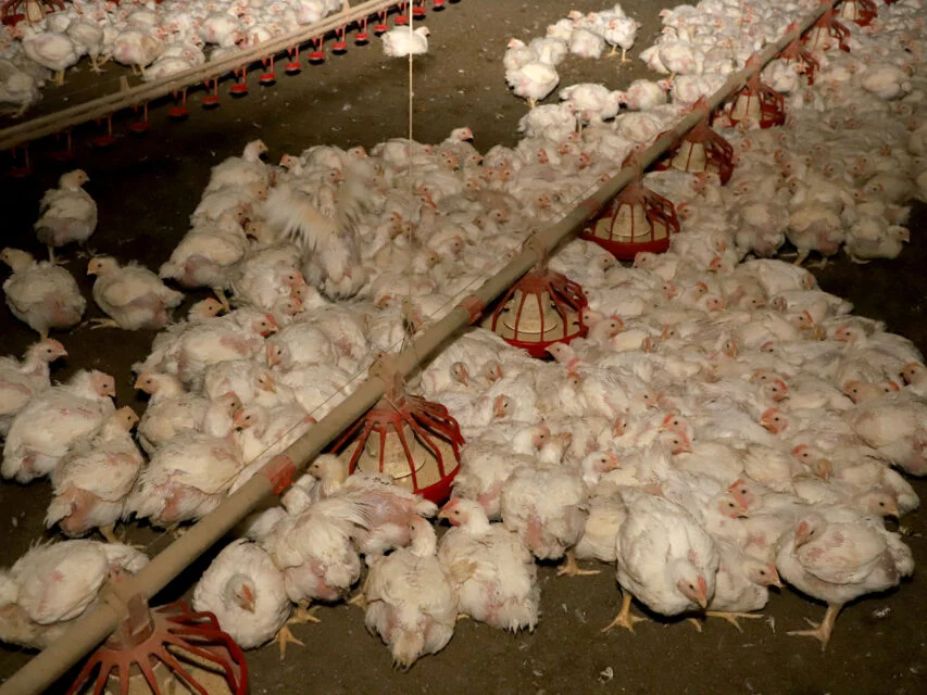 AVICULTURA: Japão retira embargo de importação da carne de frango de Santa Catarina