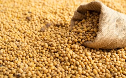 Mato Grosso se mantém como maior produtor de grãos do país em 2024