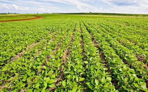 Plantio de soja já está liberado em MT para a safra 2023/2024