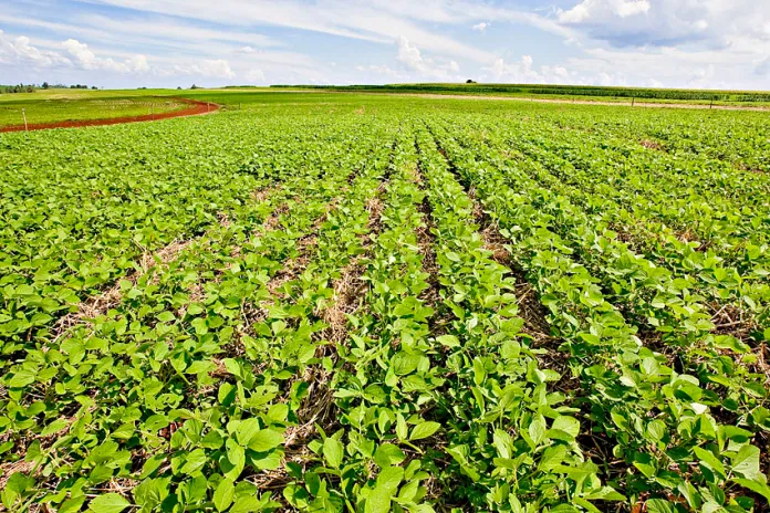 Plantio de soja já está liberado em MT para a safra 2023/2024
