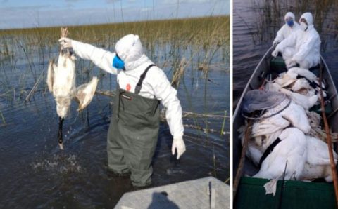 Pontes cobra ministérios sobre providências contra gripe aviária  Fonte: Agência Senado