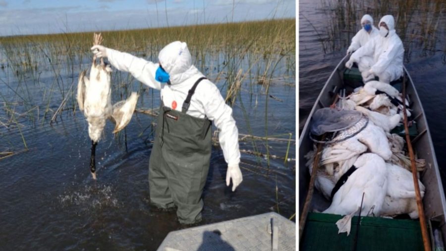 Pontes cobra ministérios sobre providências contra gripe aviária  Fonte: Agência Senado