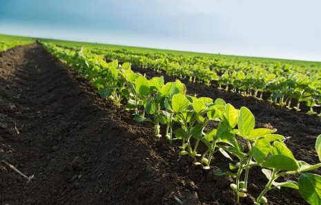 MT:  PROJETO INCENTIVA PRODUÇÃO DE SOJA RESPONSÁVEL EM MATO GROSSO