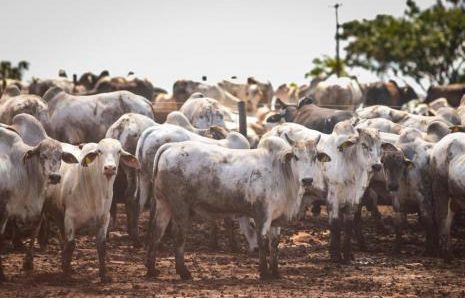 PECUÁRIA BRASILEIRA SOFRE PREJUÍZOS DE CERCA DE US$ 14 BILHÕES POR CONTA DE PARASITAS