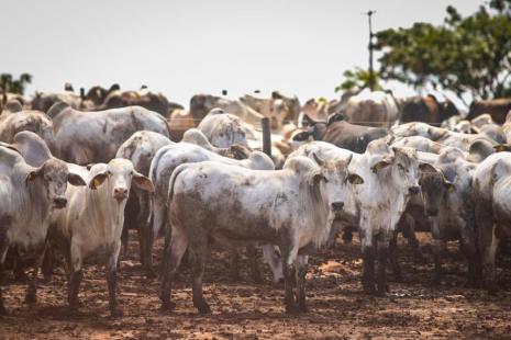 PECUÁRIA BRASILEIRA SOFRE PREJUÍZOS DE CERCA DE US$ 14 BILHÕES POR CONTA DE PARASITAS