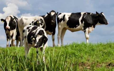 Carrapatos podem causar prejuízo anual de cerca de R$ 13,8 bi na pecuária brasileira