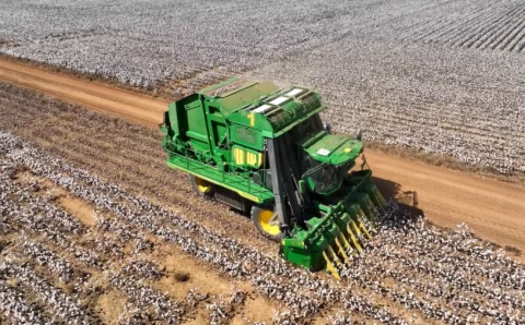 MT:  Algodão: Preço elevado anima produtores de Mato Grosso