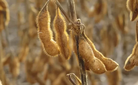 MT:  Mais de um terço da produção nacional de grãos saiu de Mato Grosso