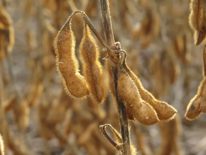 MT:  Mais de um terço da produção nacional de grãos saiu de Mato Grosso