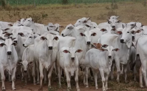 MT:  A pecuária pede socorro