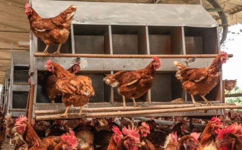 MT:  Governo de MT decreta estado de emergência zoossanitária por causa da gripe aviária