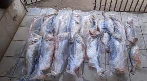 Sema-MT e PM apreendem 236 kg de pescado ilegal, armas de fogo e carne de animal silvestre