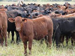 Pesquisadores de MT realizam avaliação genética das raças Braford e Brangus