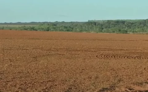 MT:   Vazio sanitário da soja termina nesta sexta-feira (15) em MT